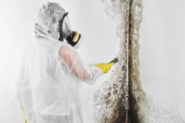 Best DIY Mold Remediation Support Services in Smackover, AR