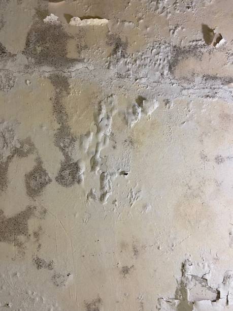 Best HVAC Mold Remediation in Smackover, AR